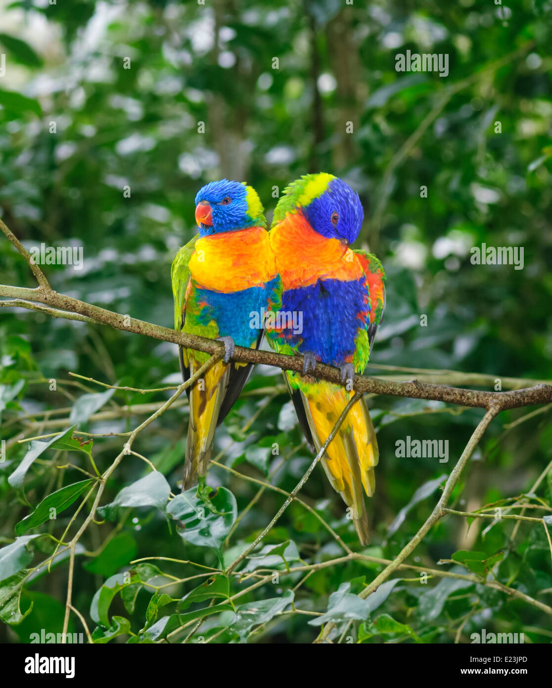 Rainbow Lorikeets (Trichoglossus haematodus) Stock Photo