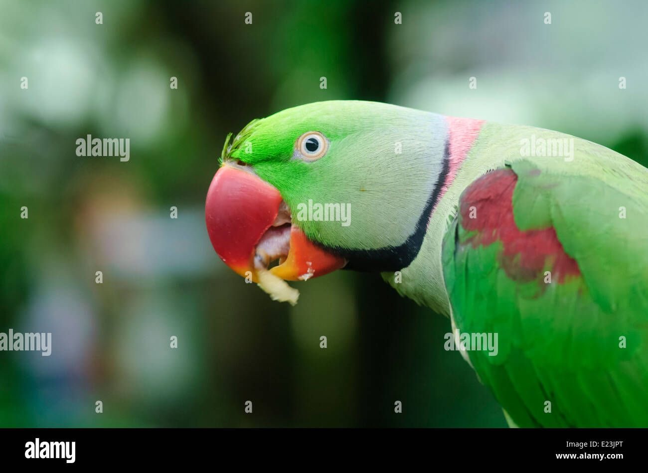 Alexandrine Parrot (Psittacula eupatria Stock Photo - Alamy