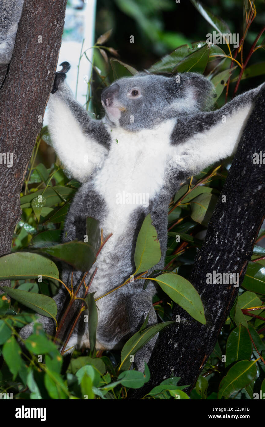 South australian koala hi-res stock photography and images - Alamy