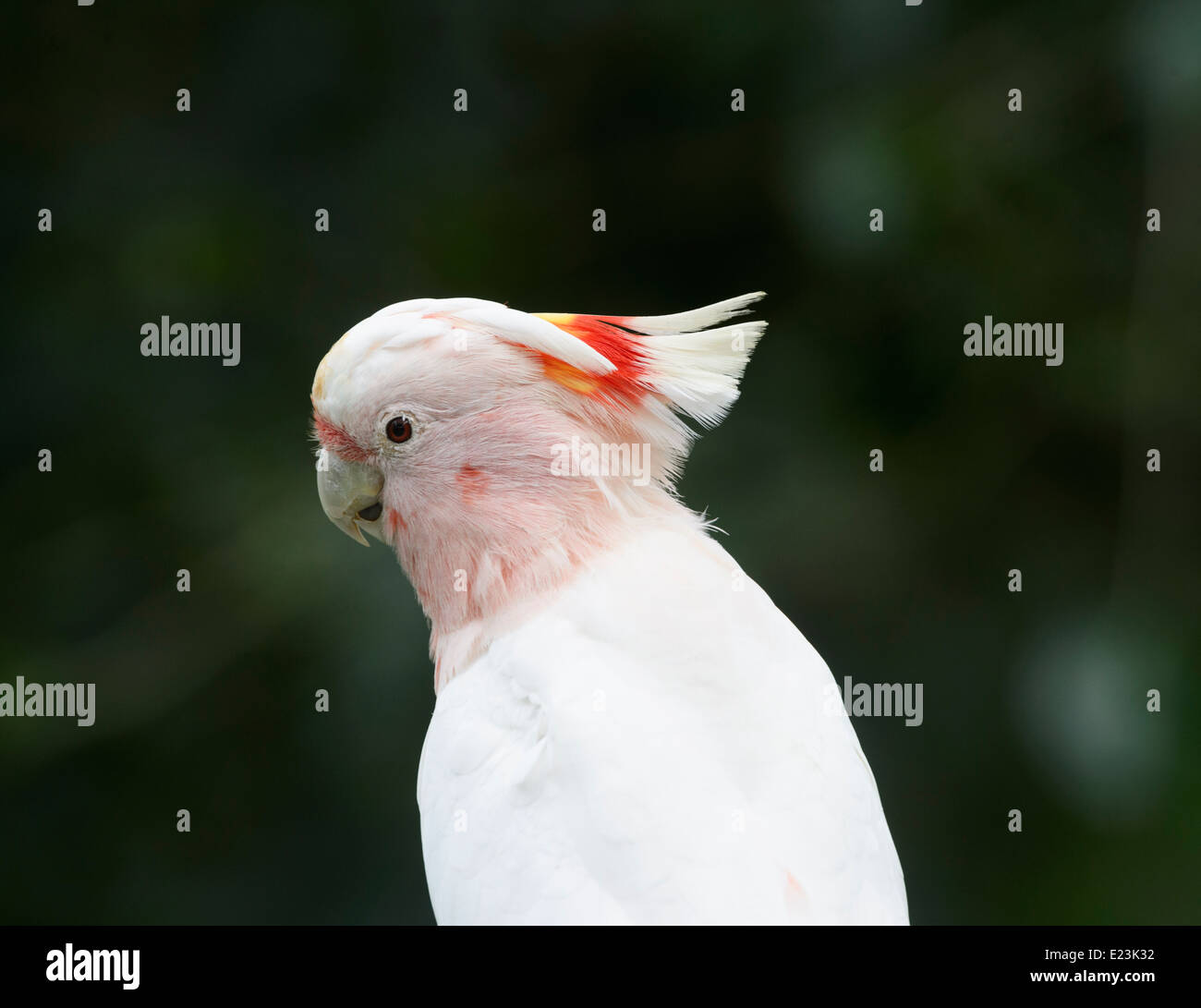 Major Mitchell's Cockatoo (Cacatua leadbeateri) Australia Stock Photo