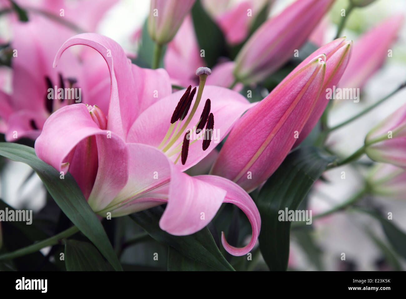 Lilium a genus of flowering plants growing from bulbs,with prominent