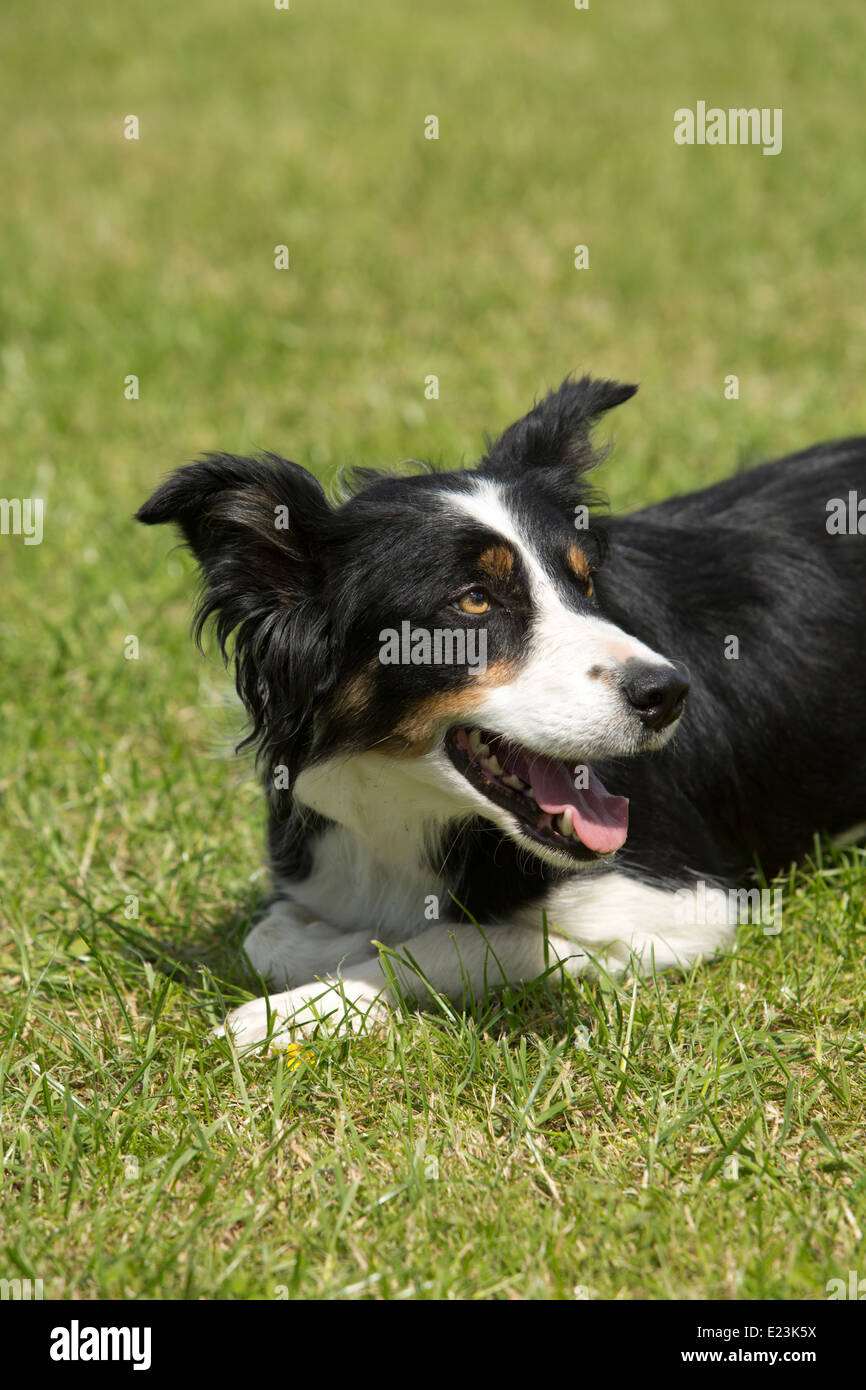 Alert English sheepdog laying down with ears pricked up waiting for command. Stock Photo