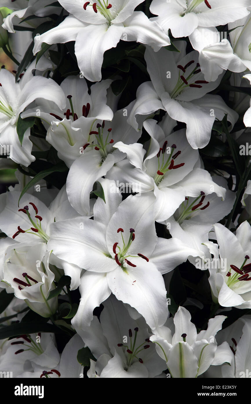 Lilium a genus of flowering plants growing from bulbs,with prominent flowers. Lilies. flowering