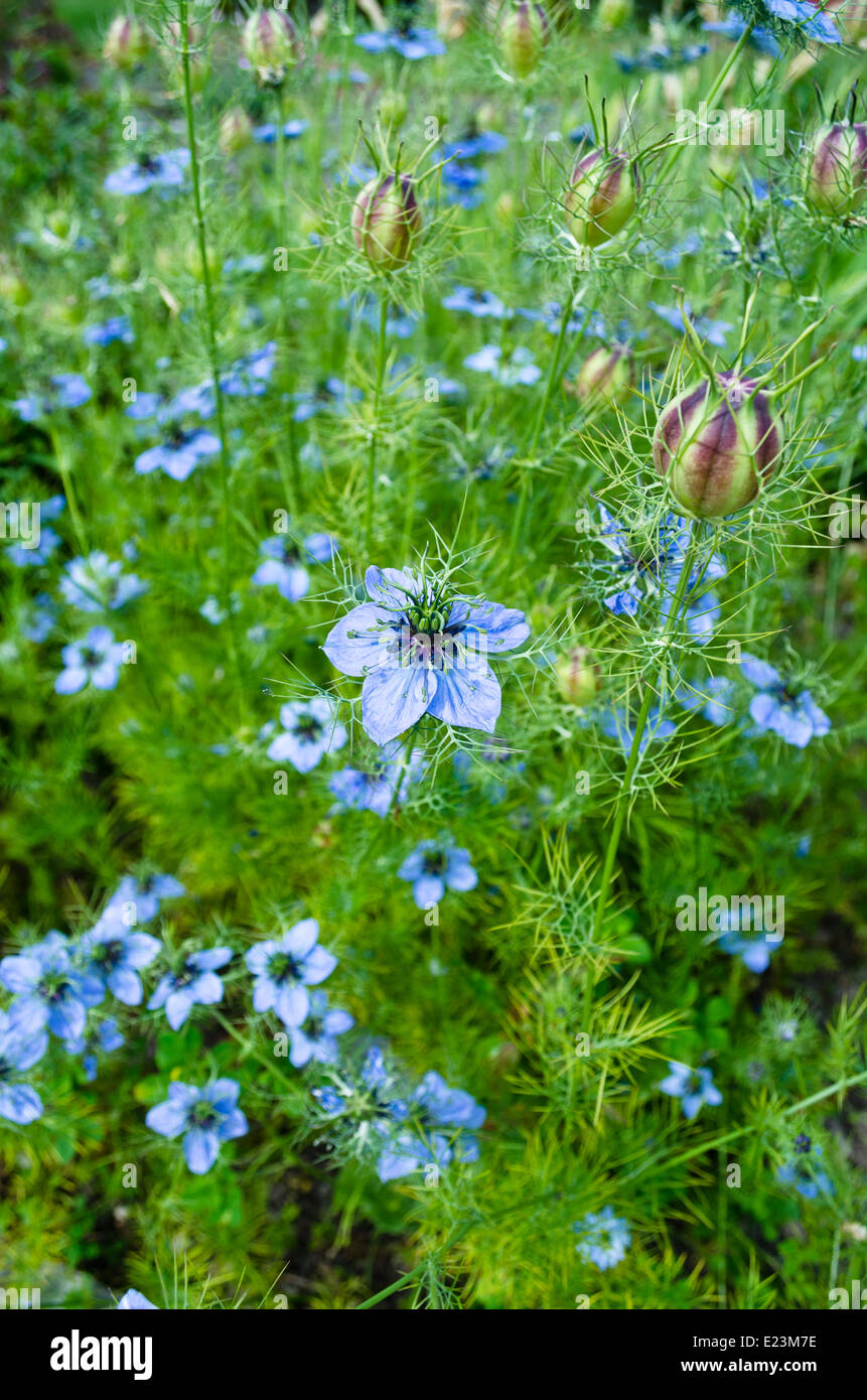 Beautiful blue LoveinaMist or Nigella flower. Several blossoms and