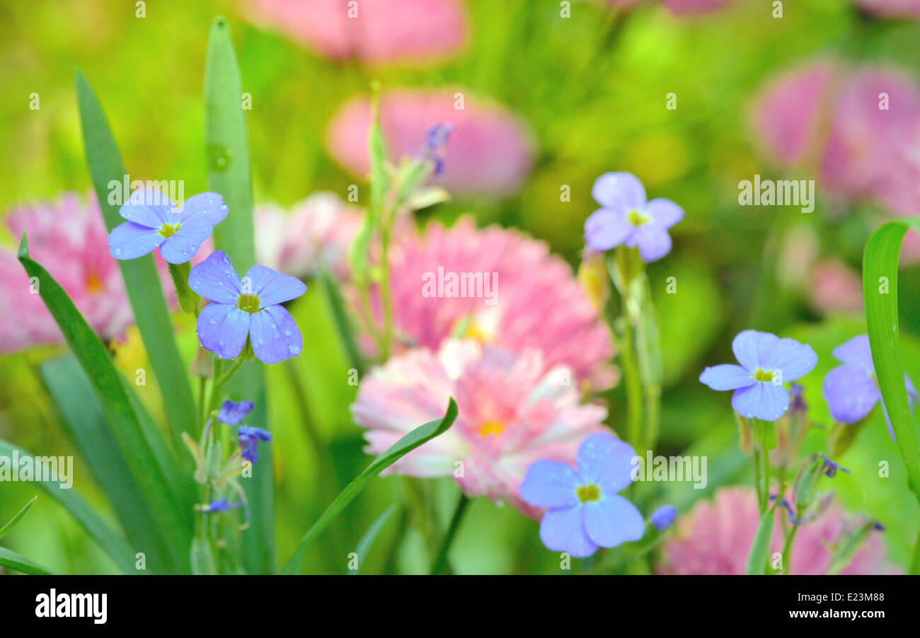 Background of Flowers Field, close up on flower Stock Photo
