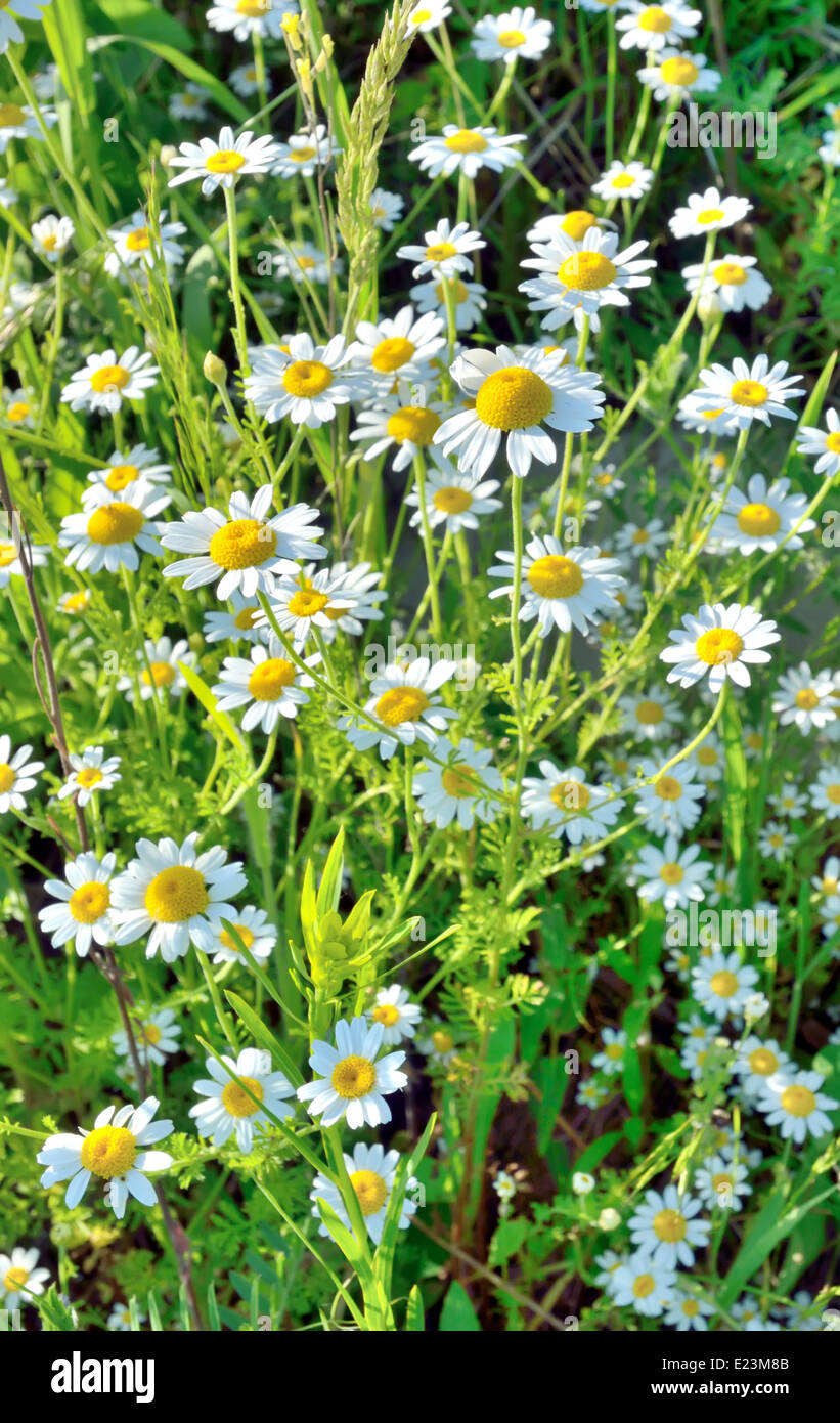 Field of white chamomile flowers Stock Photo - Alamy