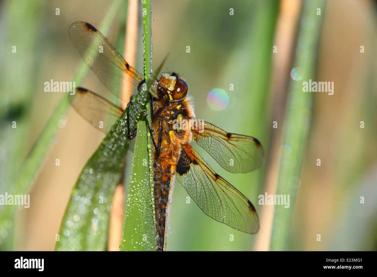 four spotted chaser dragonfly in early morning due Stock Photo