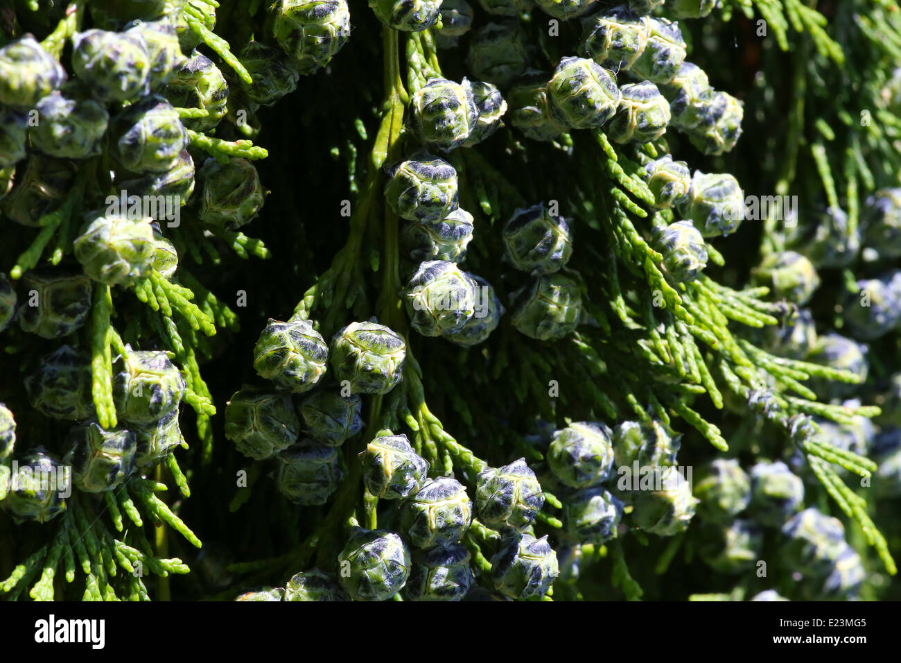 Cedar cypress leyland leaf branch with blue pine cones Stock Photo