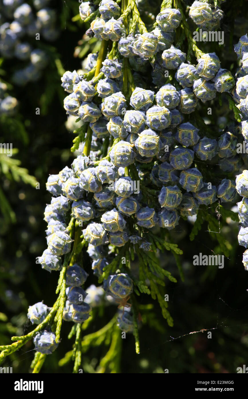 Cedar cypress leyland leaf branch with blue pine cones Stock Photo