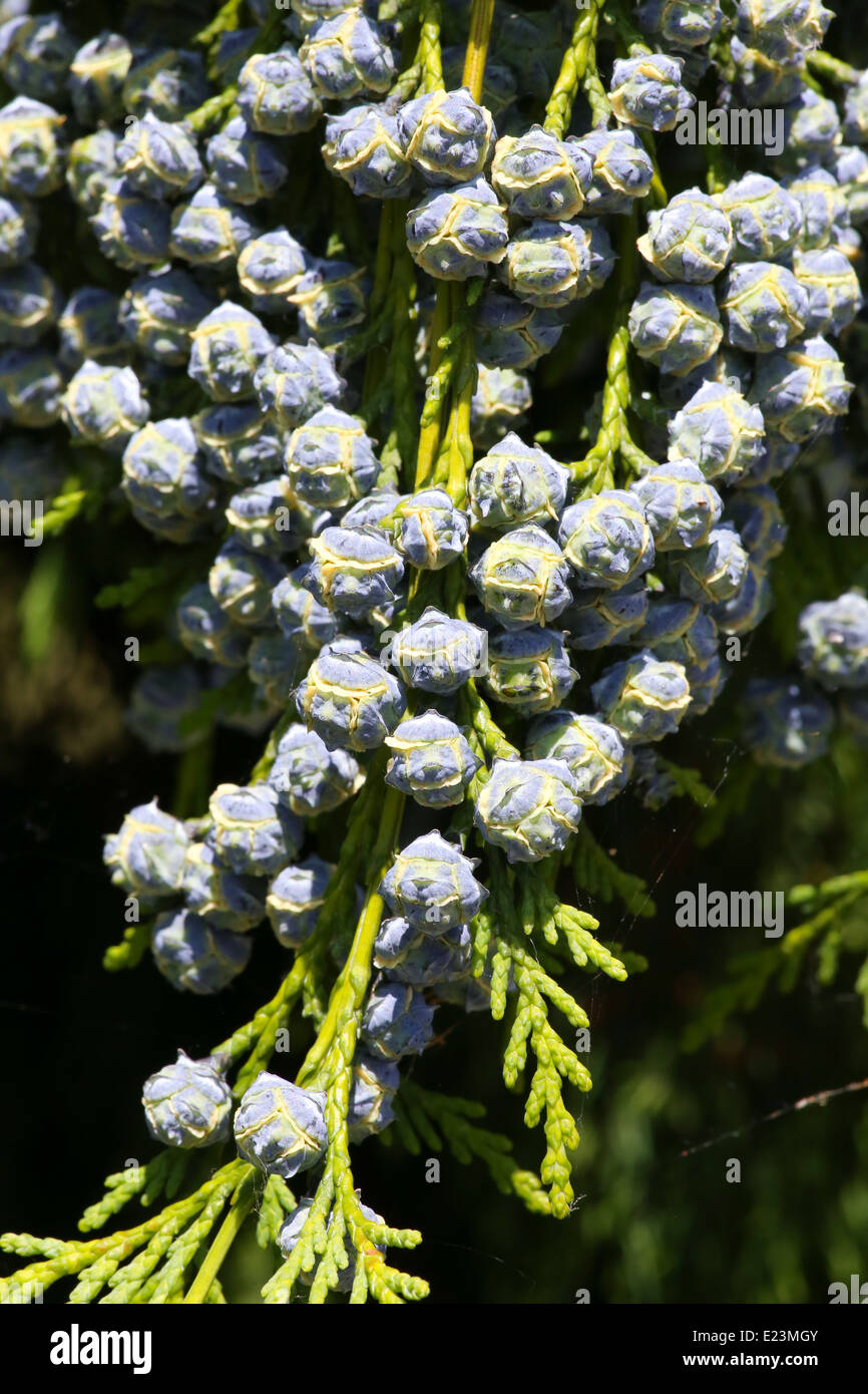 Cedar cypress leyland leaf branch with blue pine cones Stock Photo Alamy