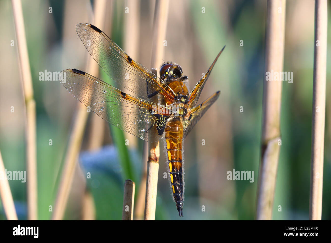 four spotted chaser dragonfly Stock Photo