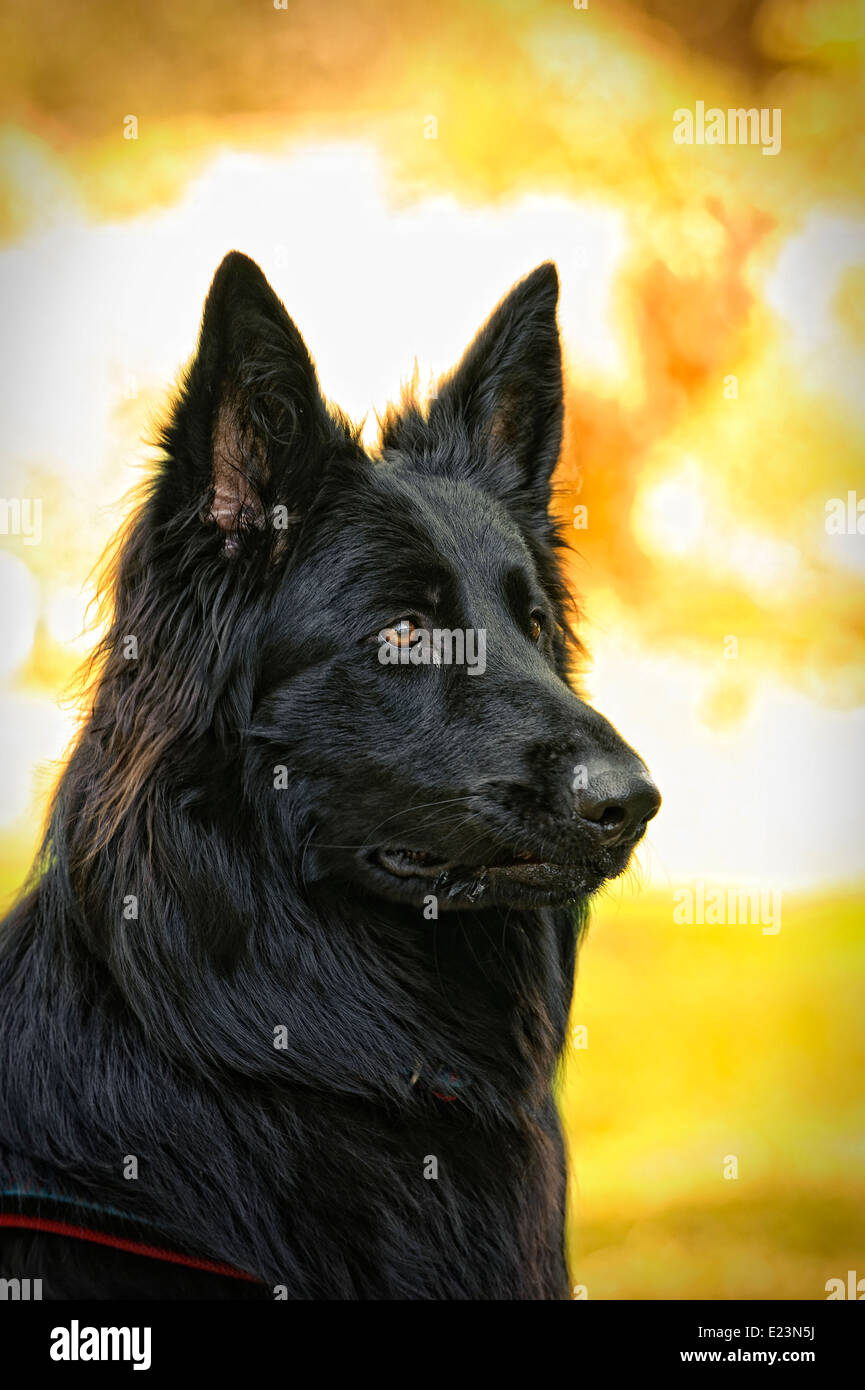 Belgian Shepherd Dog portrait (The Groenendael variant) in autumn scenery Stock Photo