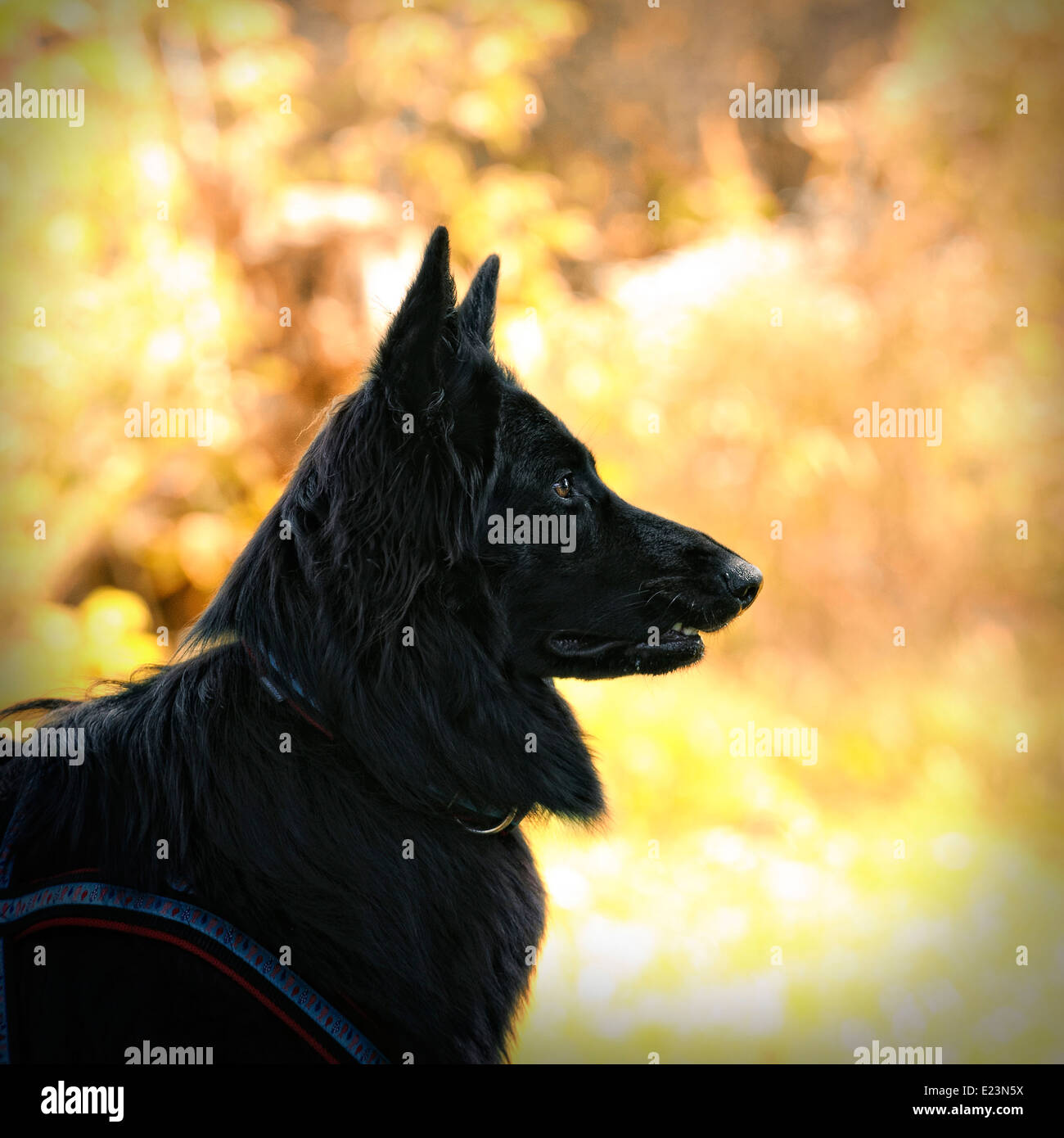 Belgian Shepherd Dog portrait (The Groenendael variant) in autumn scenery Stock Photo