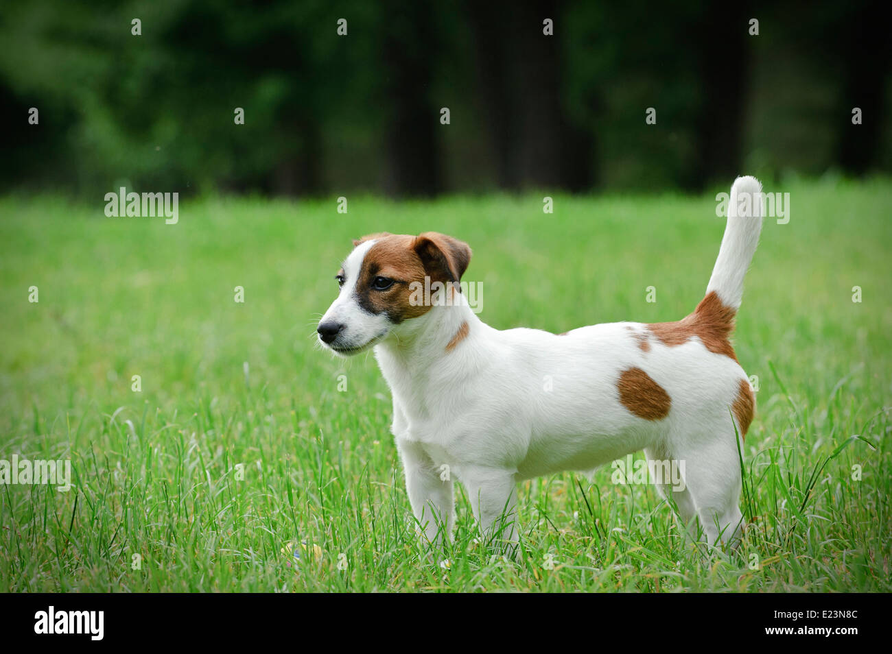 Jack Russell Terrier Stock Photo Alamy