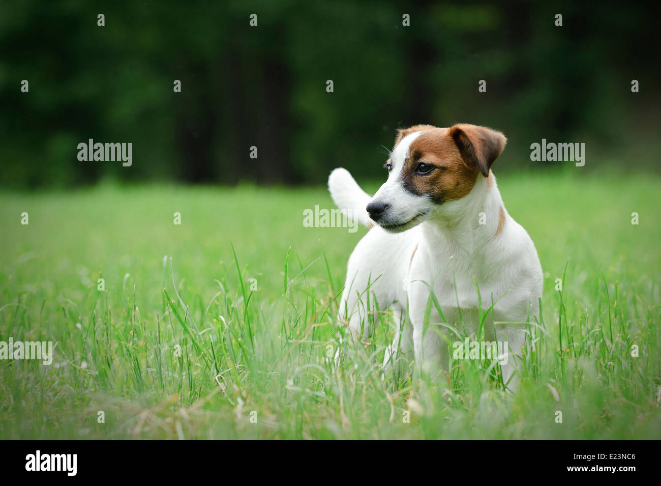 Jack Russell Terrier Stock Photo Alamy