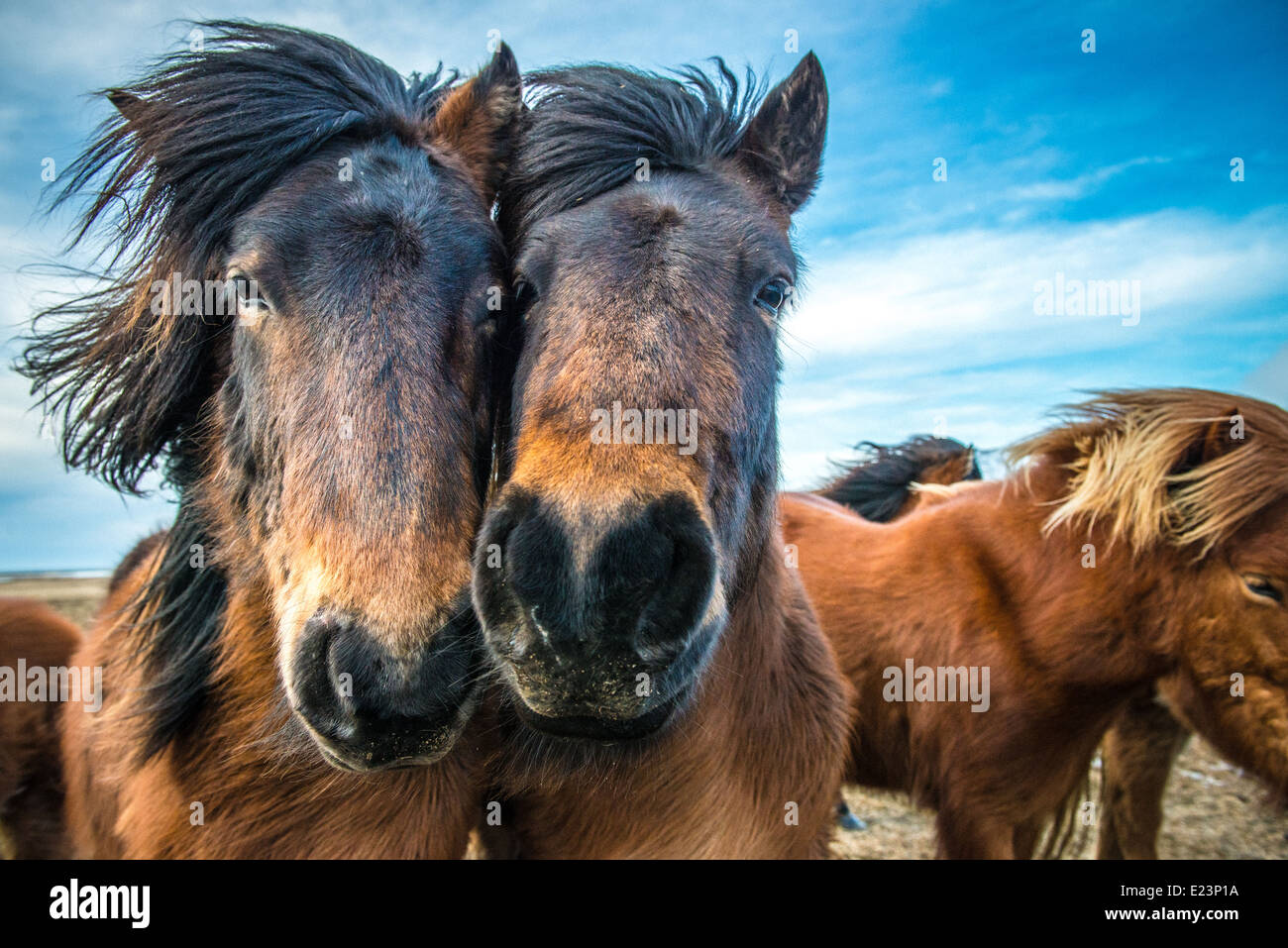 Pair of wild brown coloured horses in a pack looking directly at camera. Stock Photo