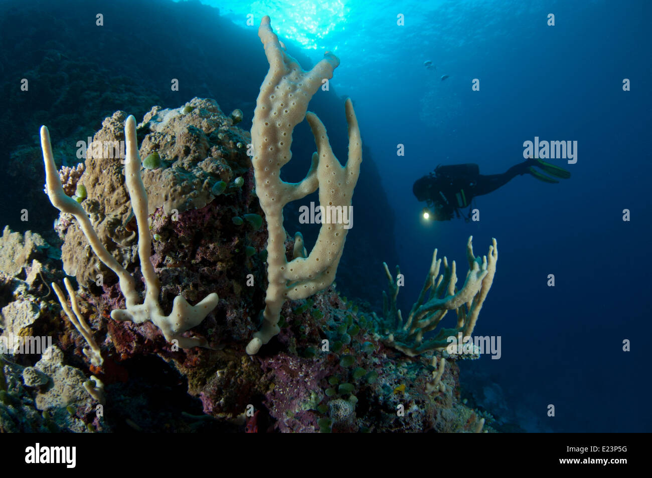 Underwater scenery in south Male' atoll Stock Photo
