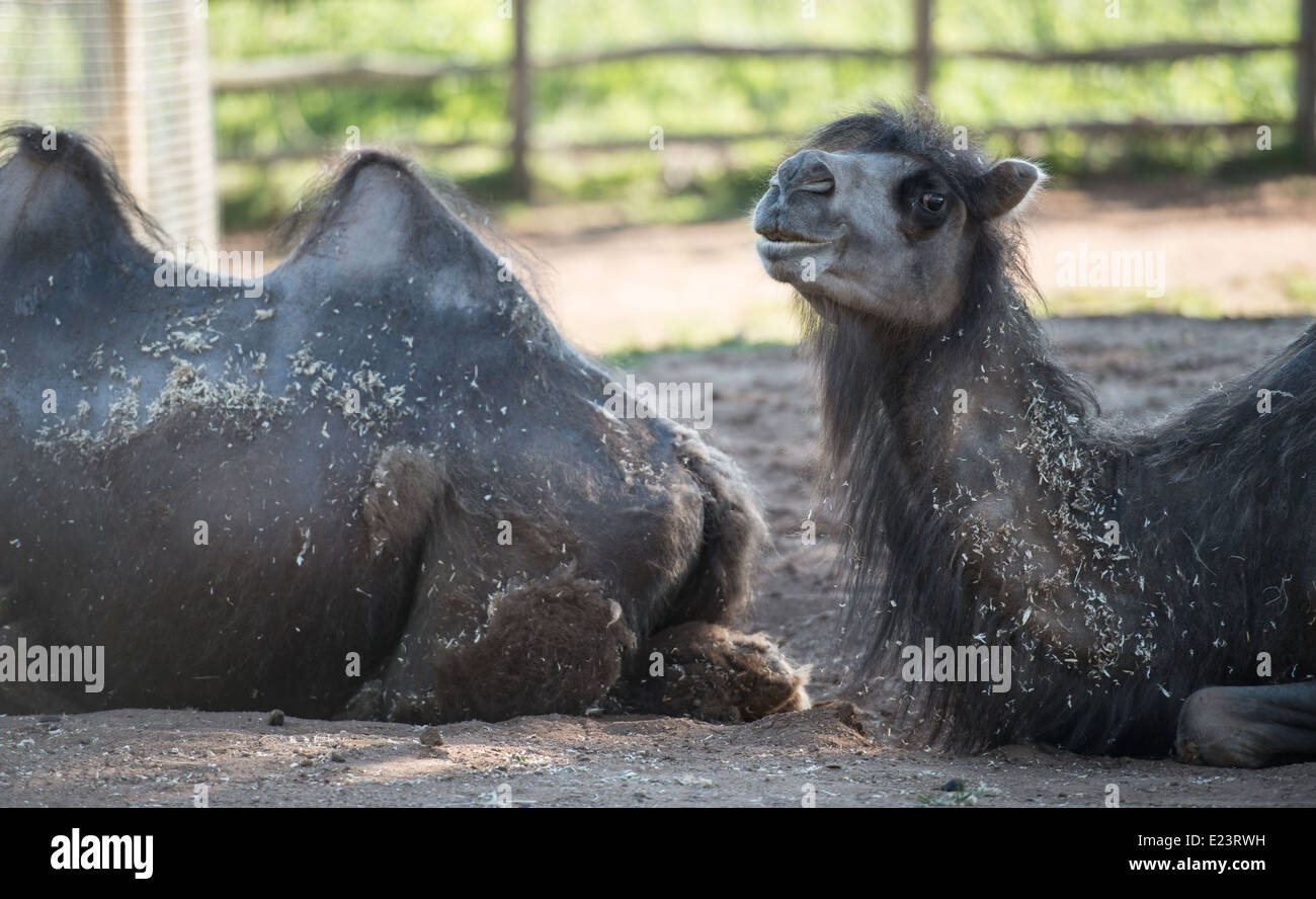 Camel contemplating life - London Zoo Late in Regent's Park, June 2014 Stock Photo