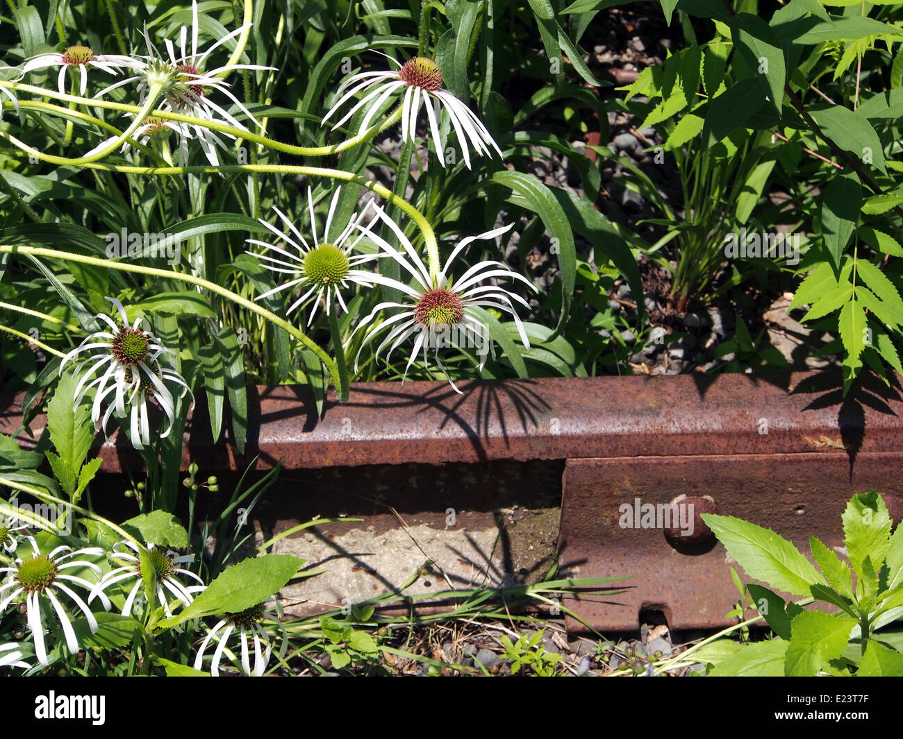 High line park nyc hi-res stock photography and images - Alamy