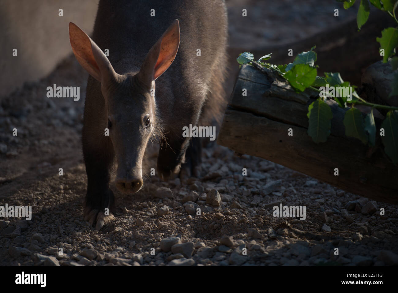 Aardvark contemplating life - London Zoo Late in Regent's Park, June 2014 Stock Photo