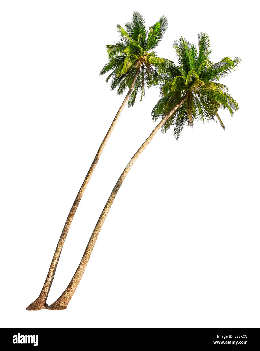 Palm tree white background hi-res stock photography and images - Alamy