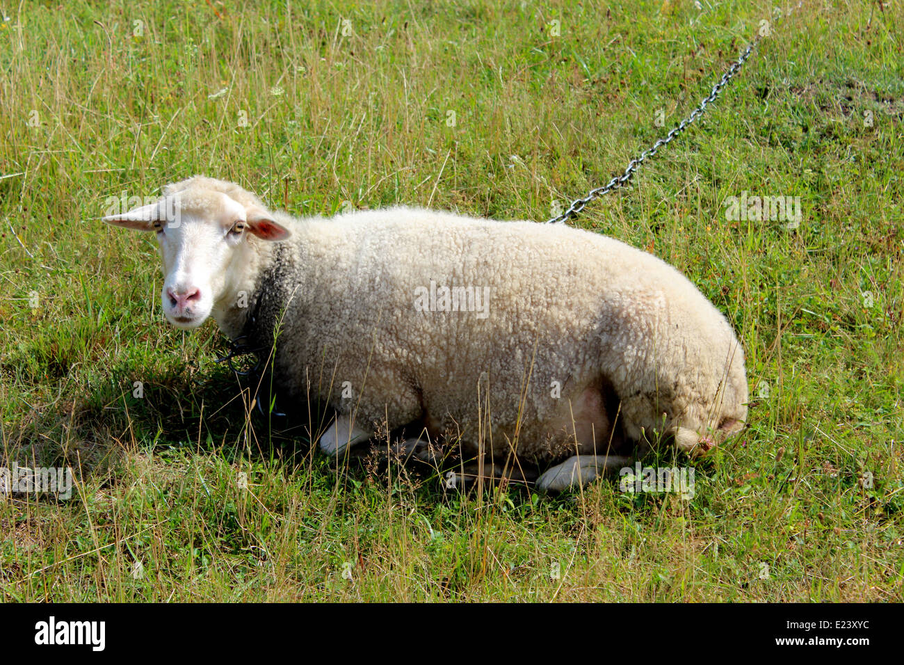 white sheep grazing on the green grass of pasture Stock Photo - Alamy