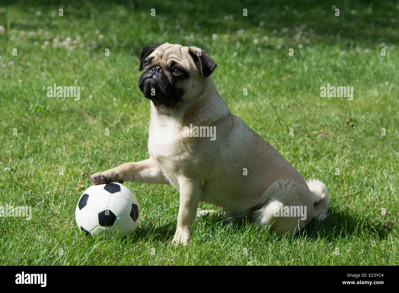 Pug with its paw on a football Stock Photo