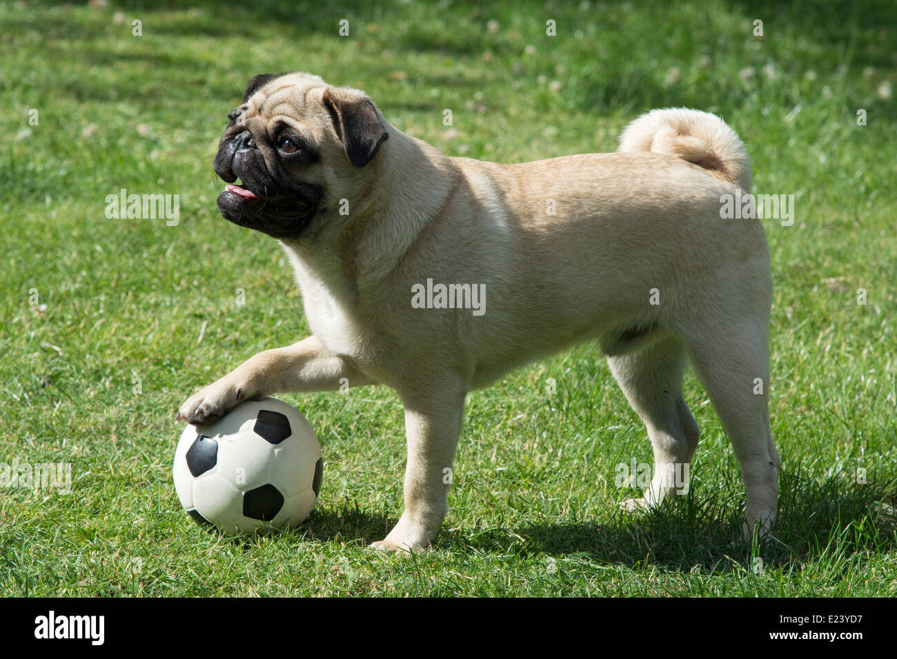 Pug with its paw on a football Stock Photo