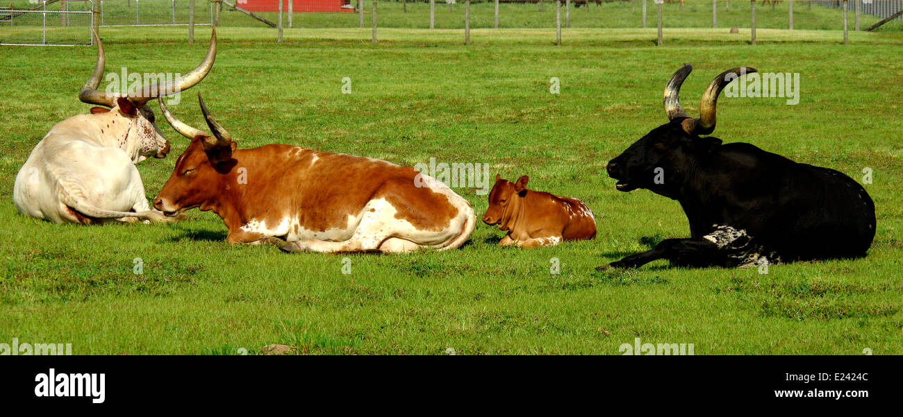 Long Horn Cattle Stock Photo