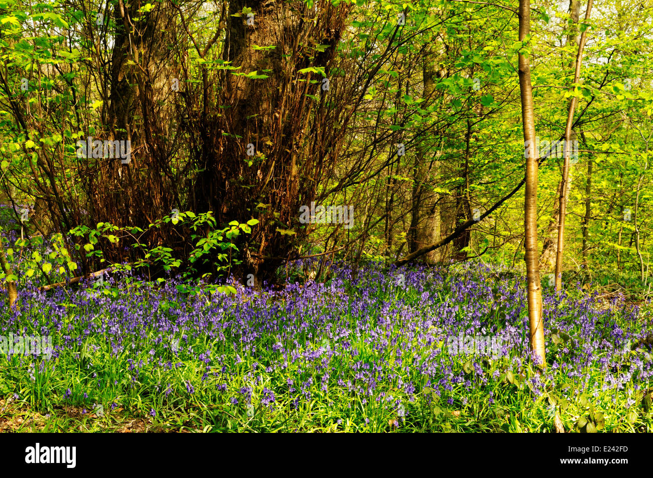 a walk in to the Yorkshire woods Stock Photo Alamy