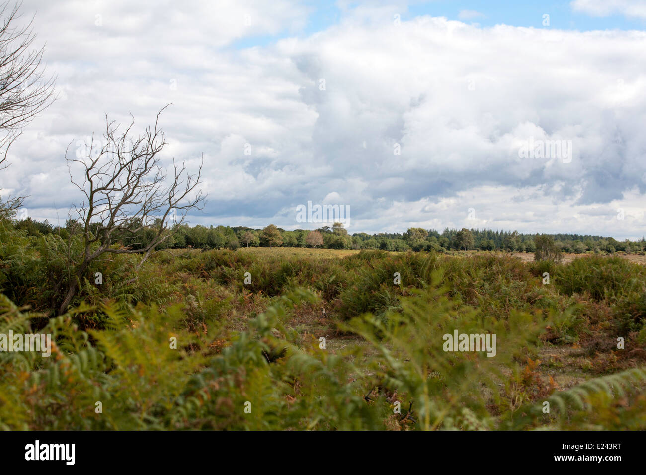 Fritham Plain Fritham near Fordingbridge New Forest Hampshire England