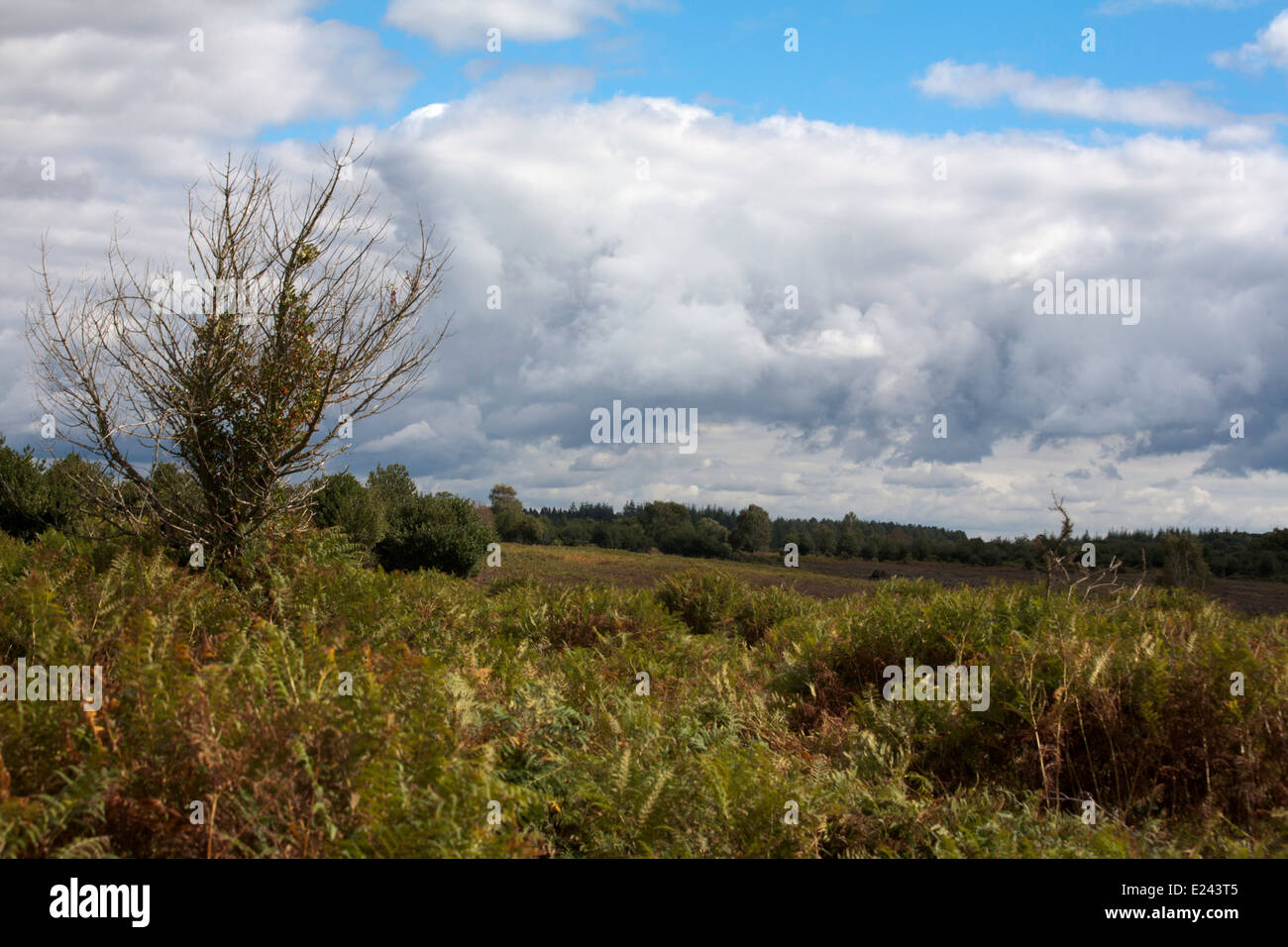 Fritham Plain Fritham near Fordingbridge New Forest Hampshire England