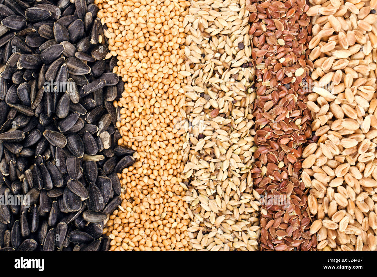 Cereal Grains and Seeds Rye, Wheat, Barley, Oat, Sunflower, Flax