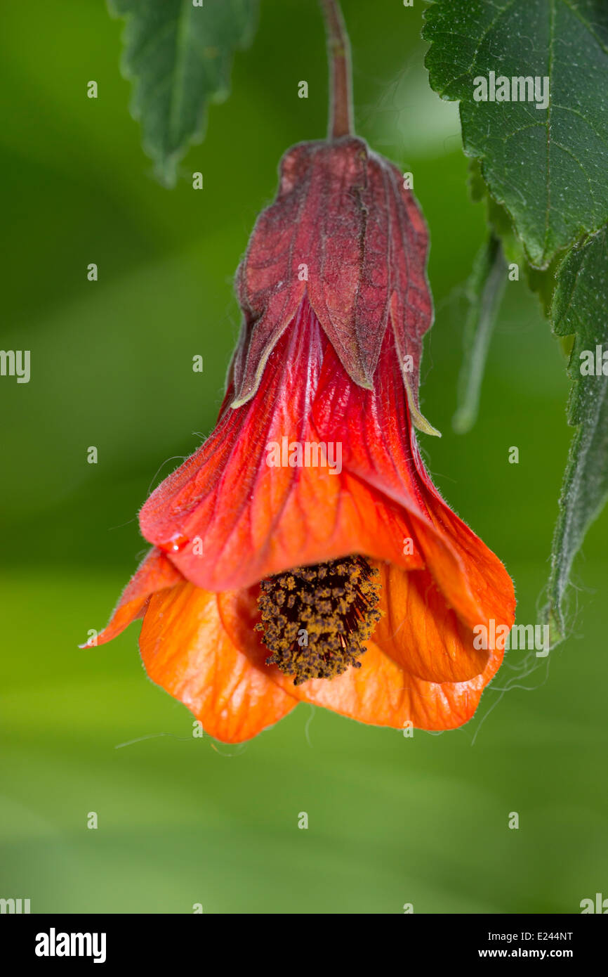 Single flower of the lax wall shrub, Abutilon 'Patrick Synge' Stock Photo