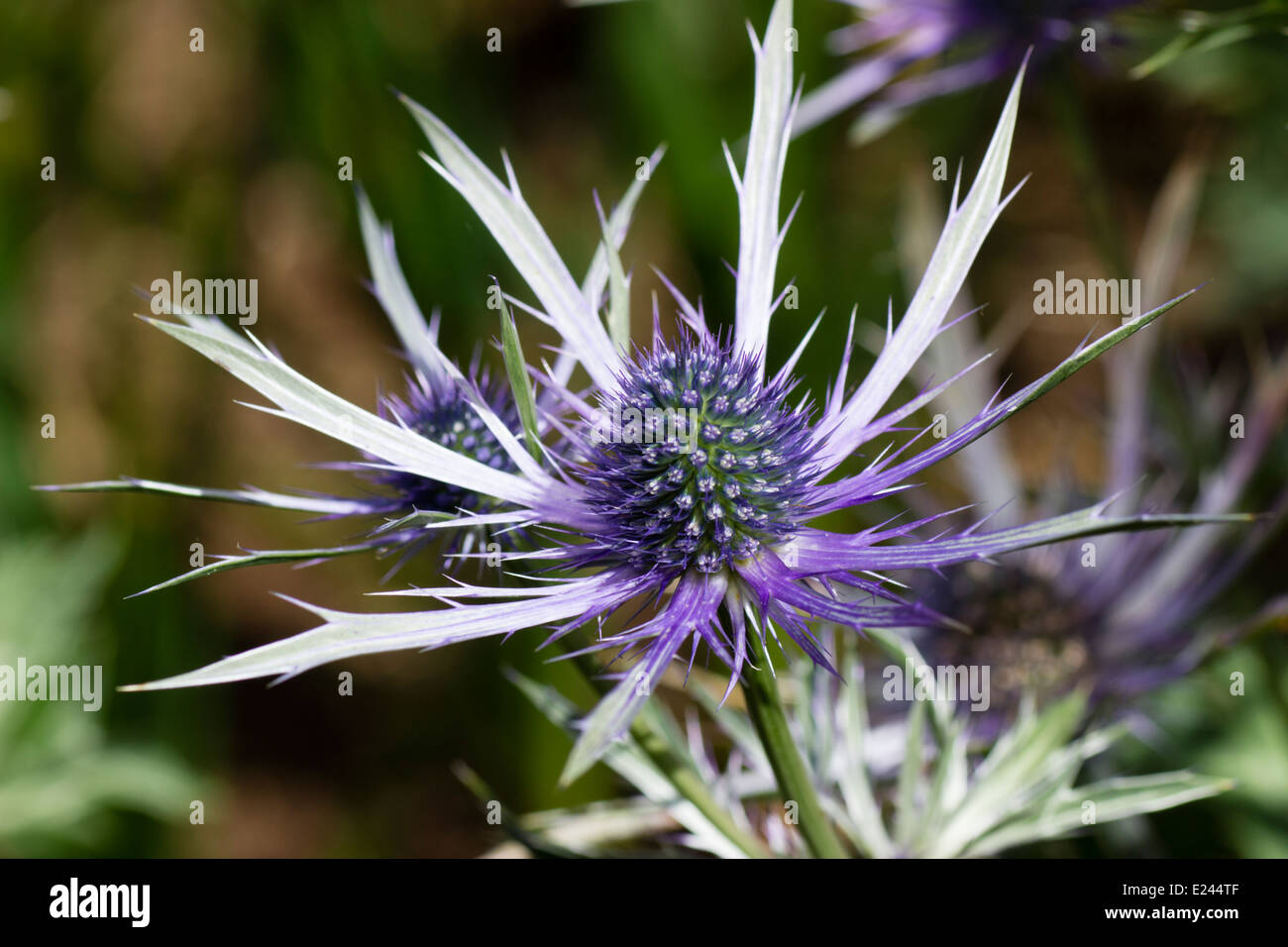 Spiky bracts surround the flower head of the sae holly, Eryngium x
