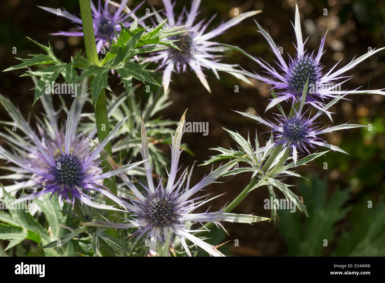 Eryngium zabelii 'violetta' hires stock photography and images Alamy