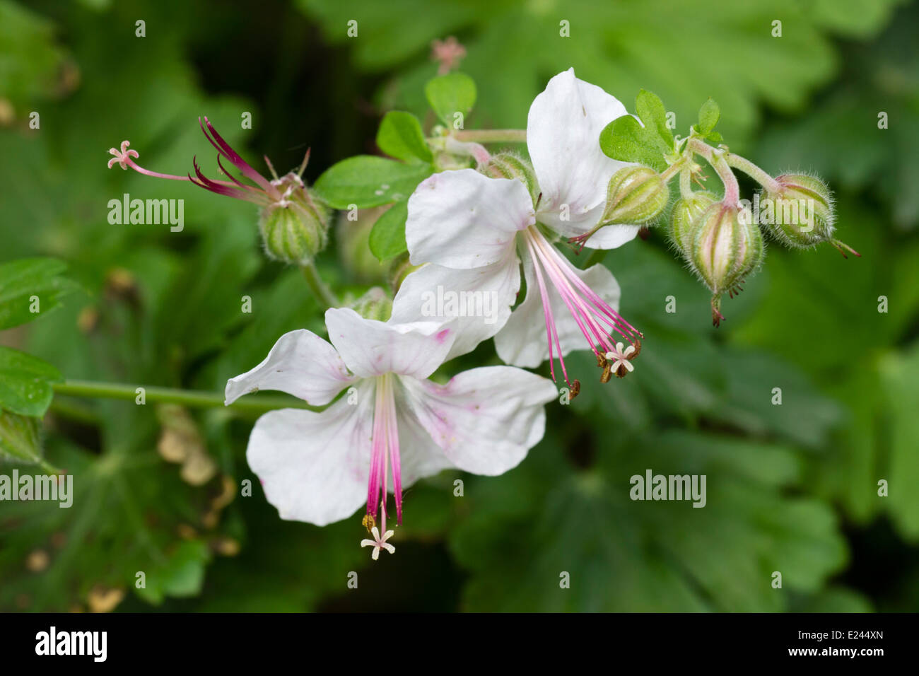 White flowers of the evergreen hardy geranium, Geranium macrorrhizum 'Album' Stock Photo