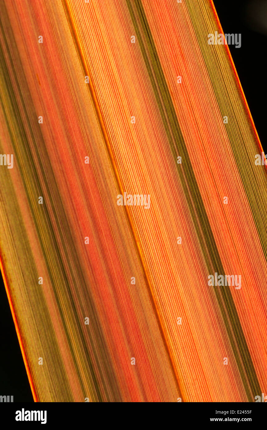 Foliage of Phormium 'Evening Glow' shot against the setting sun to show the colour banding of the leaf Stock Photo