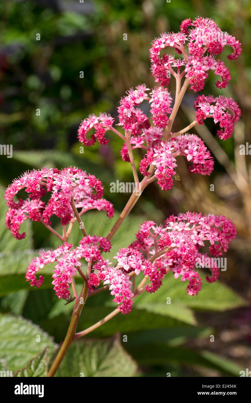 Close up of the pink flowers in the inflorescence of Rodgersia pinnata 'Crug Cardinal' Stock Photo