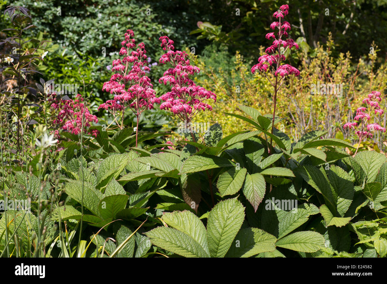 Pink flowers in the inflorescence of Rodgersia pinnata 'Crug Cardinal' stand above the foliage Stock Photo