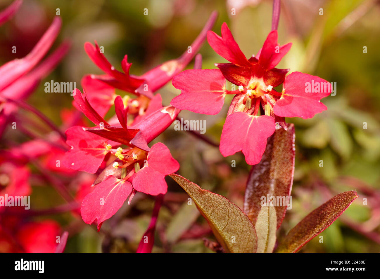 Scarlet flowers of the Scottish flame flower, Tropaeolum speciosum Stock Photo