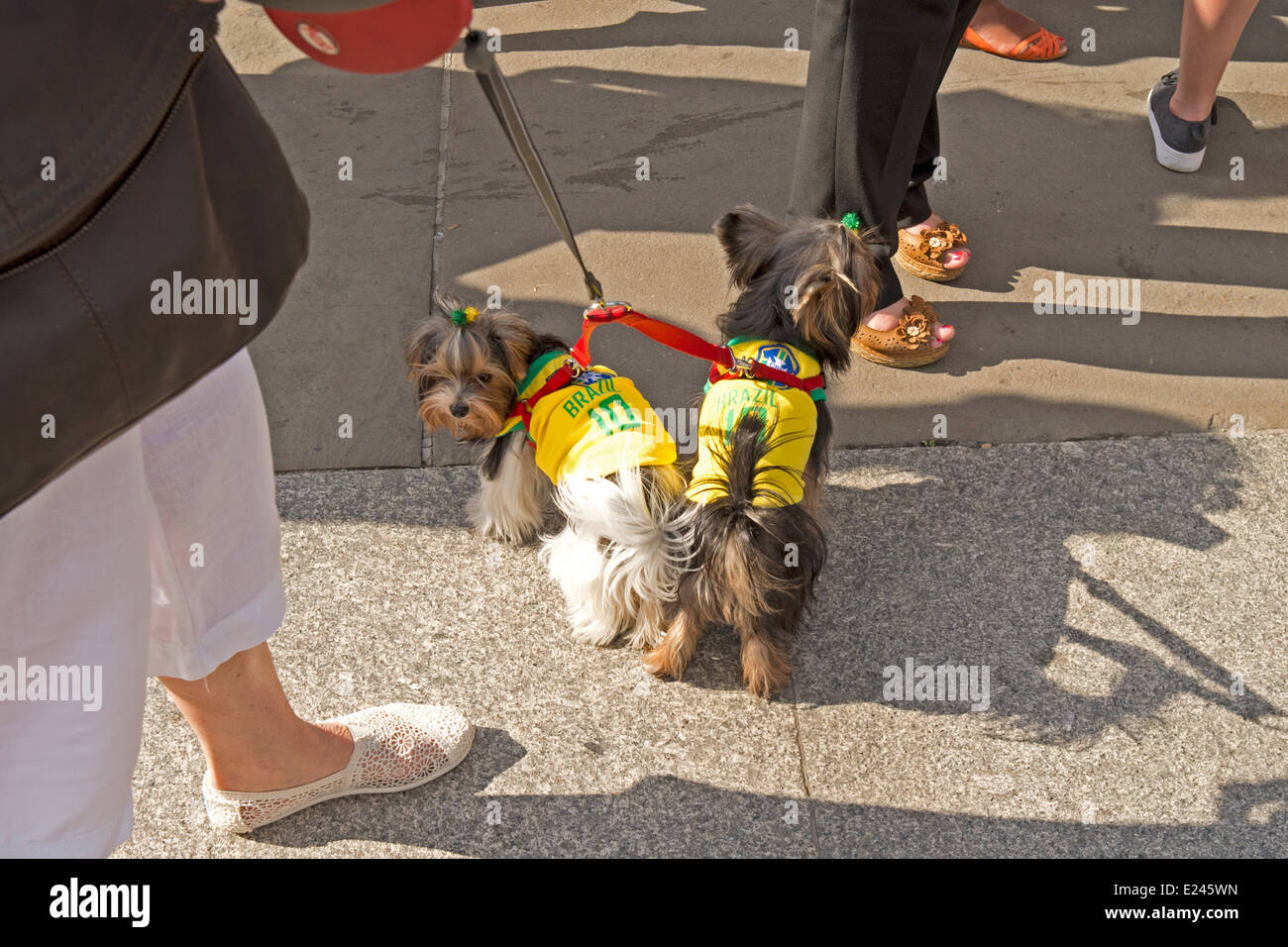 Two Yorkshire terriers are dressed in Brazilian football team colours. Stock Photo