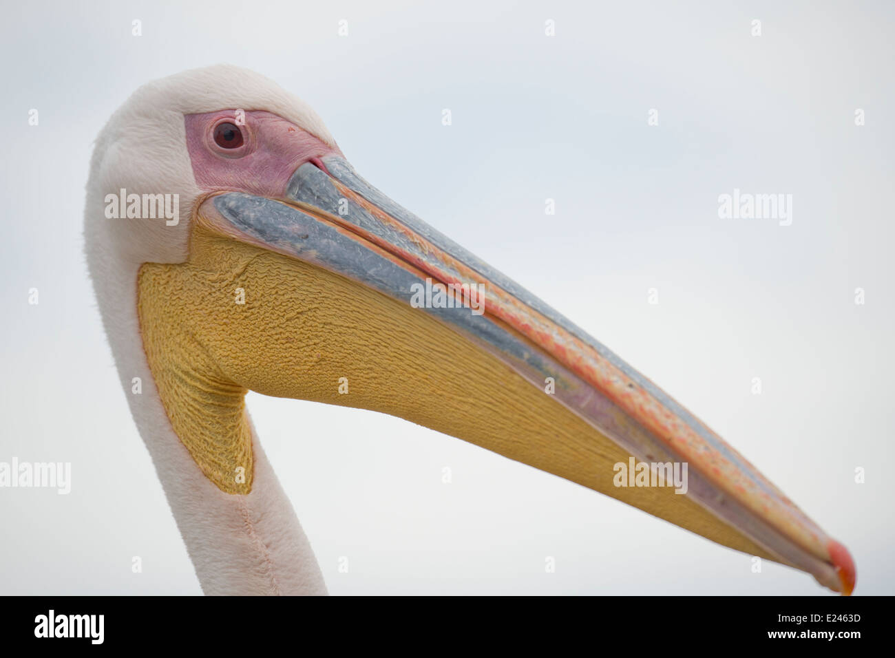 Great White Pelican (Pelecanus onocrotalus) also known as the Eastern White Pelican, Rosy Pelican. Walvis Bay, Namibia. Stock Photo