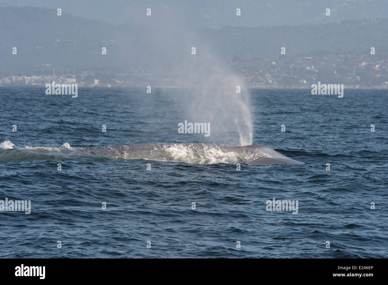 Blue Whale (Balaenoptera Musculus) blowing. Monterey, California, Pacific Ocean. Stock Photo