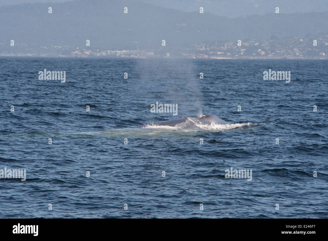 Blue Whale (Balaenoptera Musculus) blowing. Monterey, California, Pacific Ocean. Stock Photo