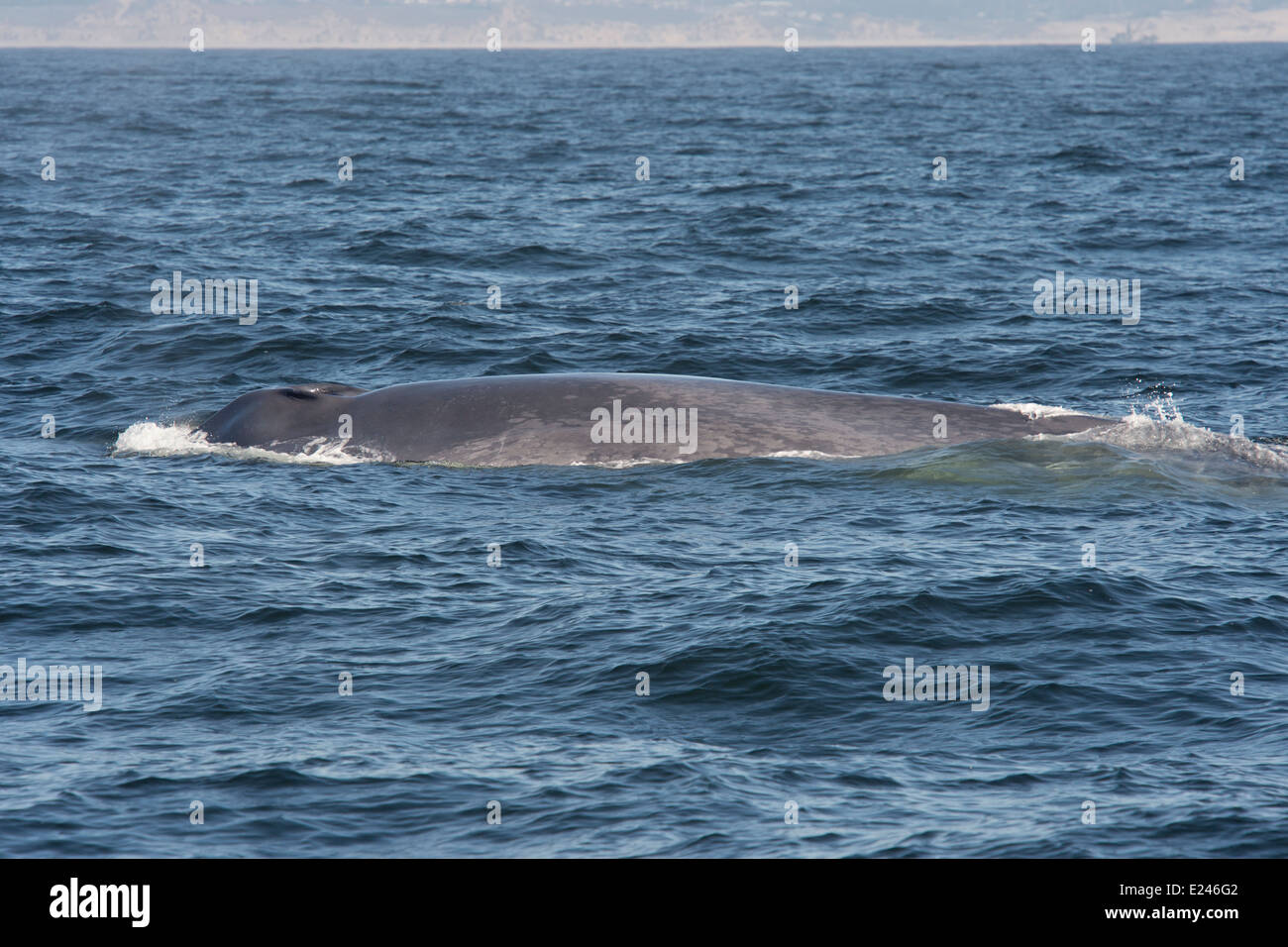 Blue Whale (Balaenoptera Musculus) surfacing. Monterey, California, Pacific Ocean. Stock Photo