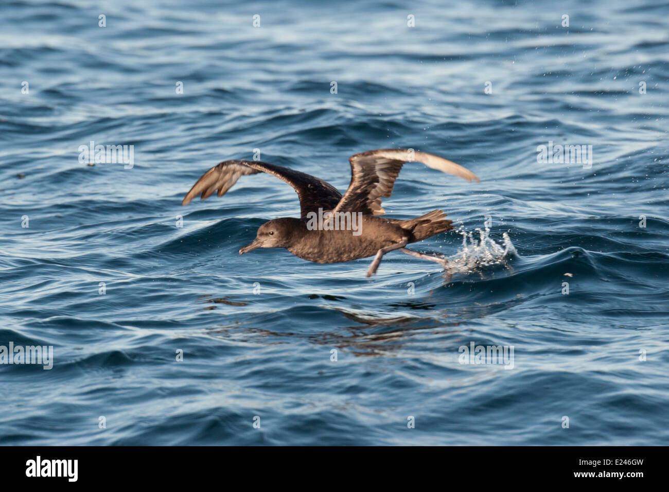 Sooty shearwater, Puffinus griseus, taking off, Monterey, California, Pacific Ocean. Stock Photo