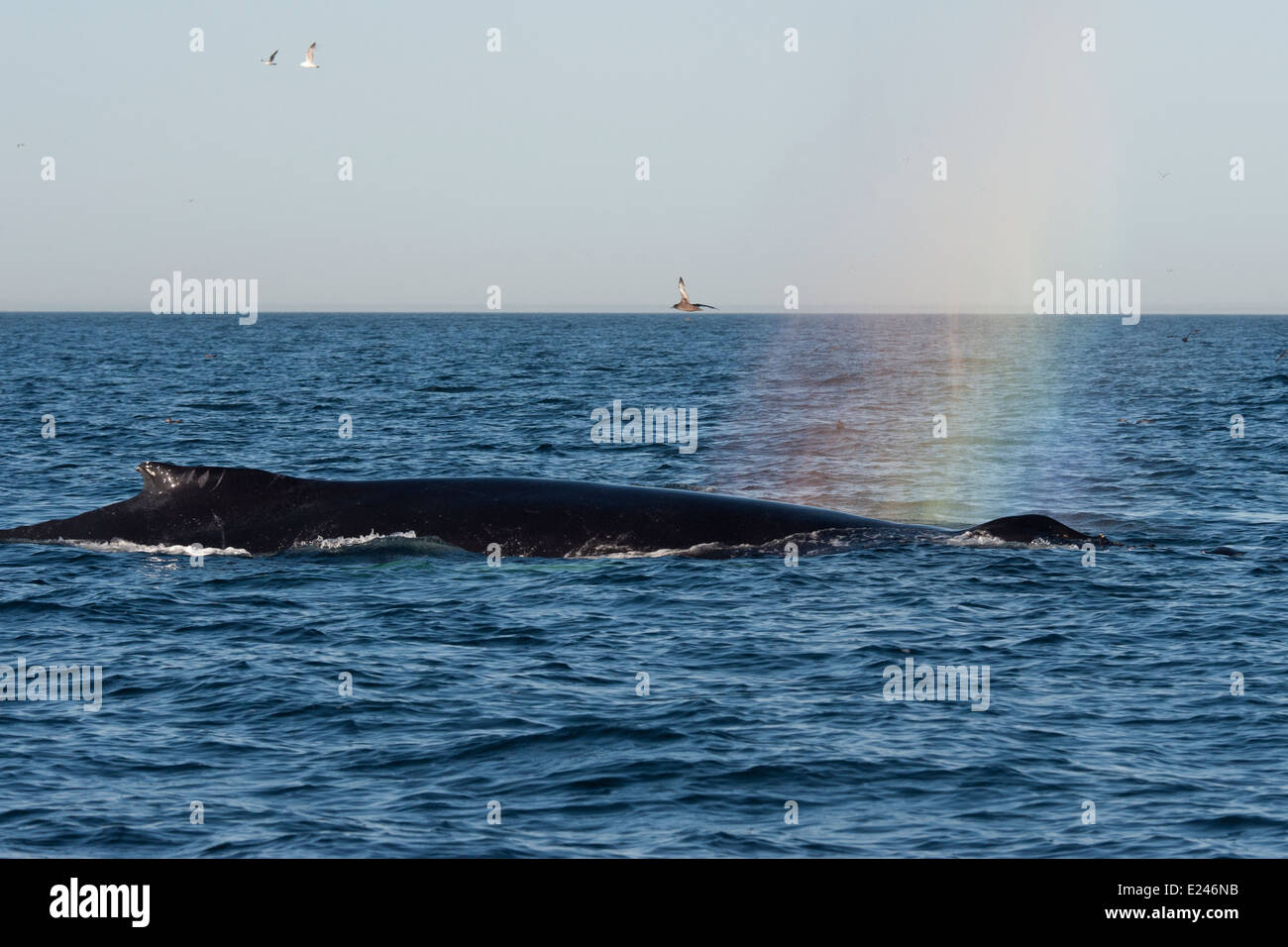 Humpback Whale (Megaptera novaeangliae) rain-blow. Monterey, California, Pacific Ocean. Stock Photo