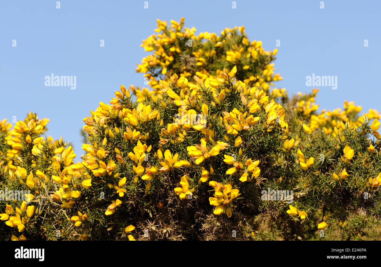 Yellow pea-like flowers and spikey leaves of Common Gorse (Ules europaeus).  Rye Harbour Nature Reserve, Rye, Sussex, UK. Stock Photo