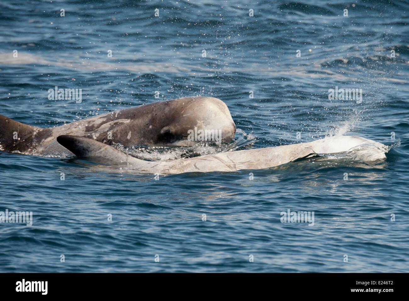Risso's Dolphins (Grampus griseus) surfacing. Monterey, California, Pacific Ocean. Stock Photo